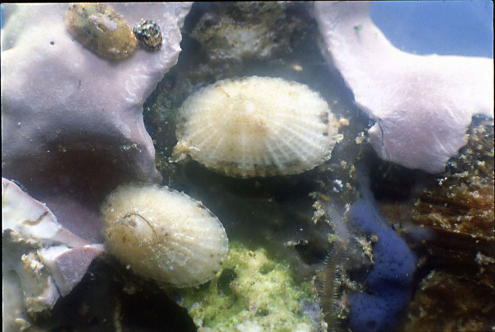 Diodora gibberula